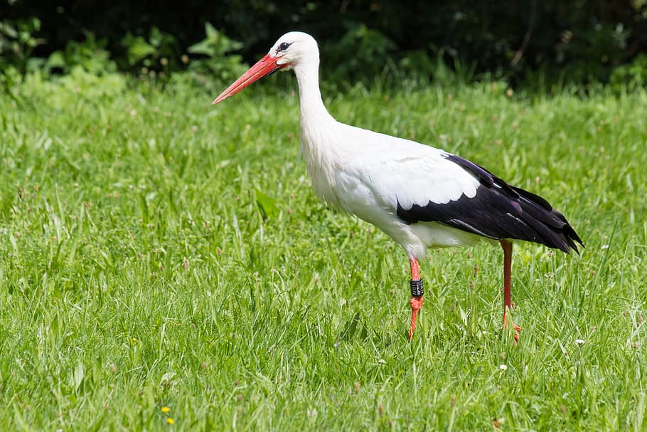 Long-beaked White and Black Bird Walking on Green Grass, bill