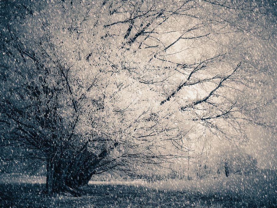 snow, snowfall, ice, winter, cold, breeze, frozen, tree, plant HD wallpaper