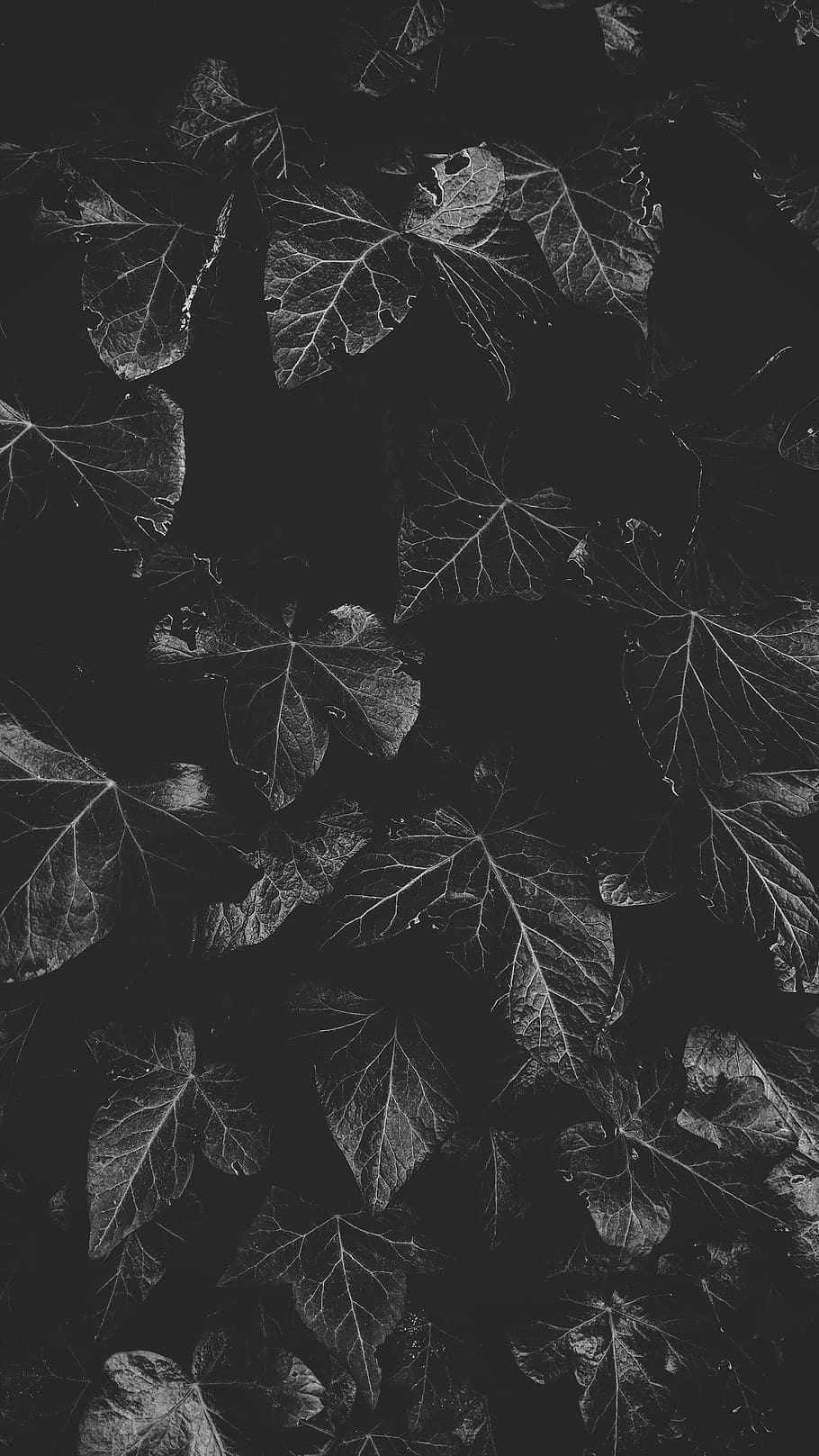 full frame, backgrounds, nature, no people, leaf, plant part HD wallpaper