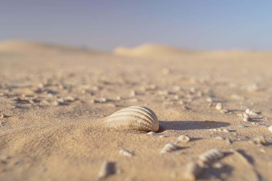 shell, desert, nature, landscape, rocks, sand, scenic, sandstone HD wallpaper