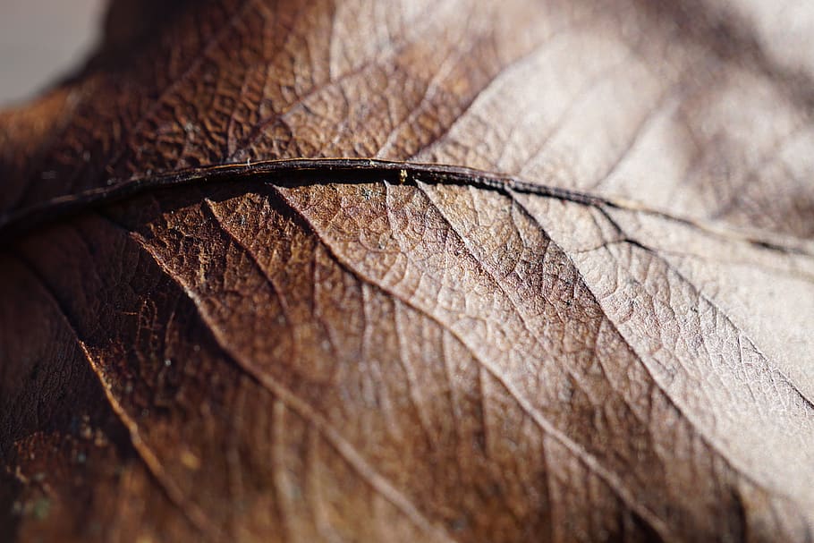 Dried Leaf, blur, brown, colors, dark, environment, natural, nature photography HD wallpaper