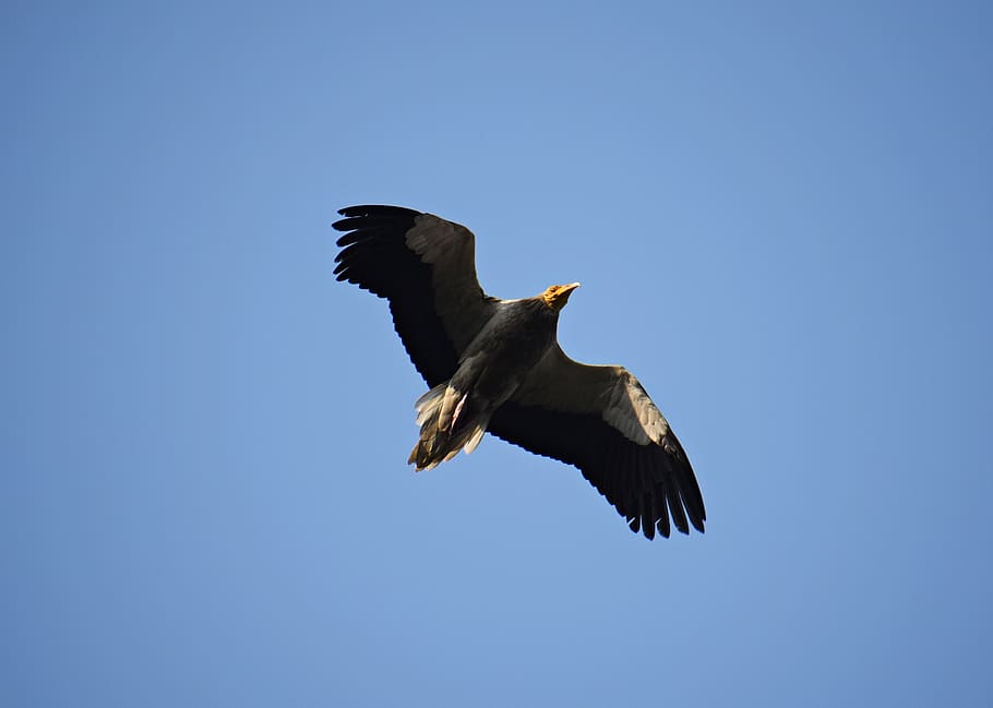 bird, flying, nature, feather, sky, love, flight, wings, plumage HD wallpaper