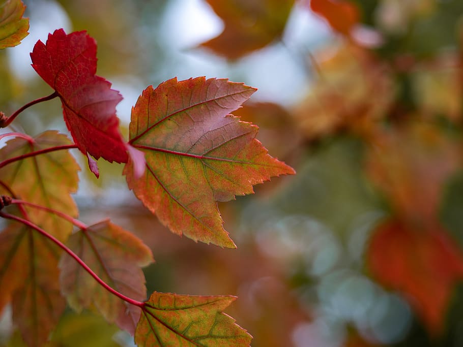 brown leafed plant, veins, tree, flora, maple leaf, sunlight HD wallpaper