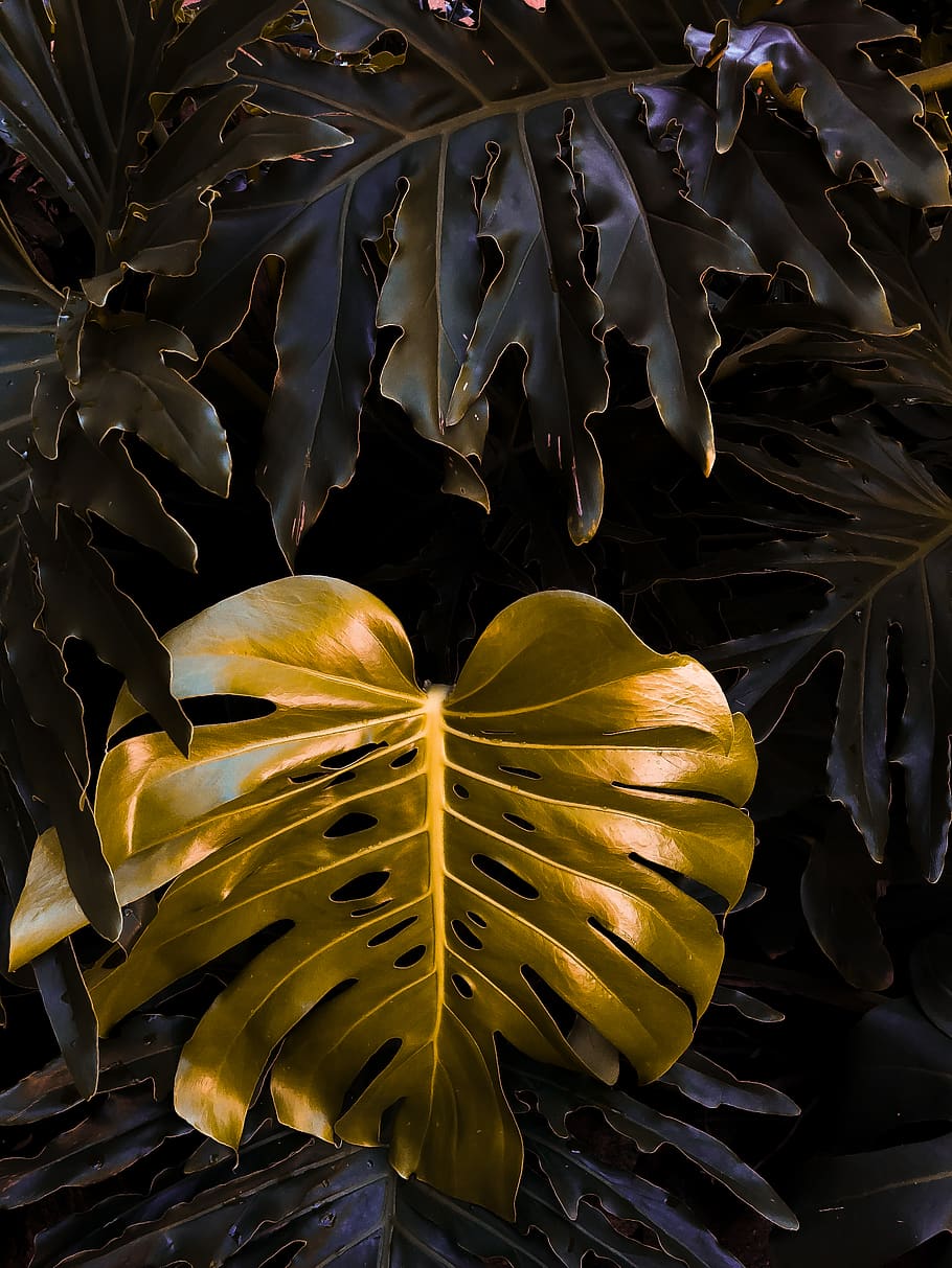 green leaf, close-up, growth, beauty in nature, plant part, no people HD wallpaper