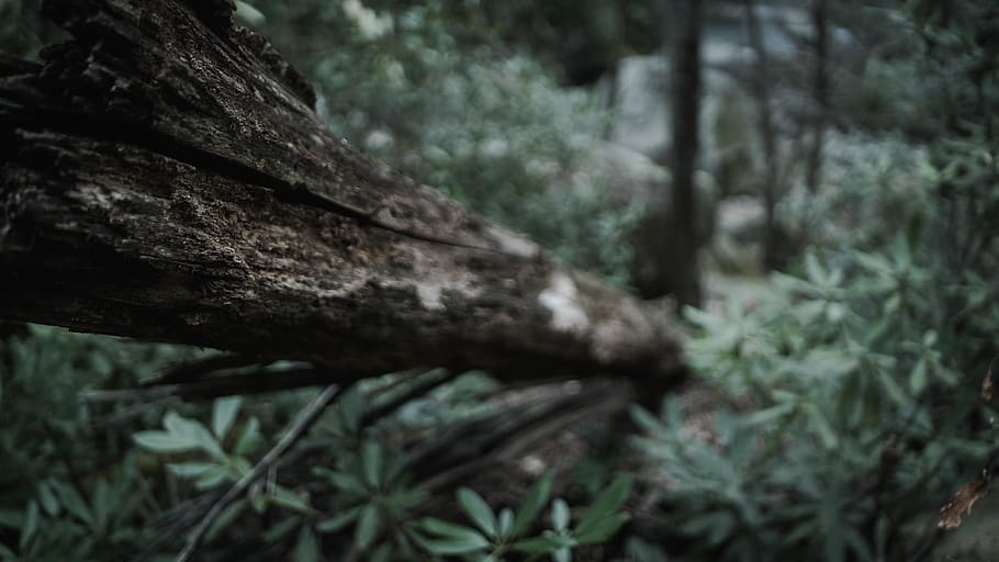 focus, green, forest, tree, branch, broken, moss, grass, plant HD wallpaper