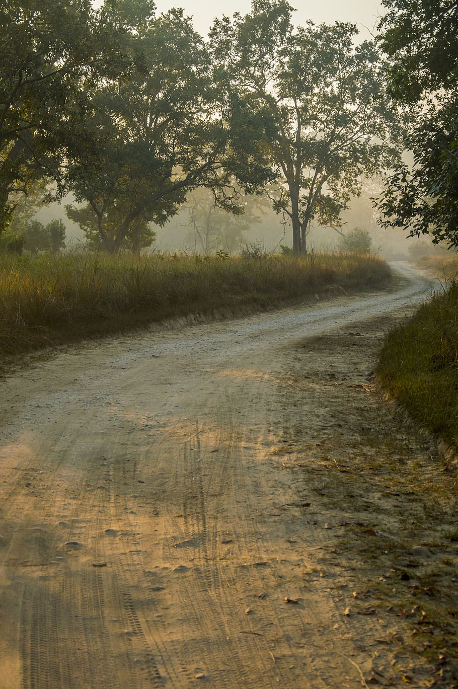 clear road way, nature, outdoors, plant, tree, fog, weather, mist HD wallpaper