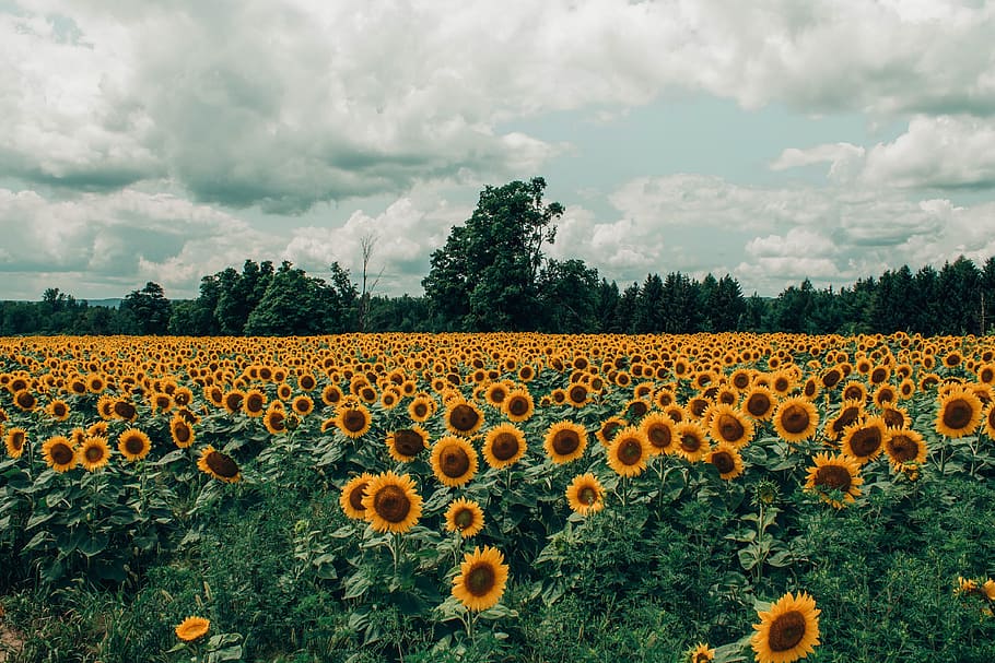sunflower, field, summer, spring, yellow, fauna, nature, cloudy HD wallpaper