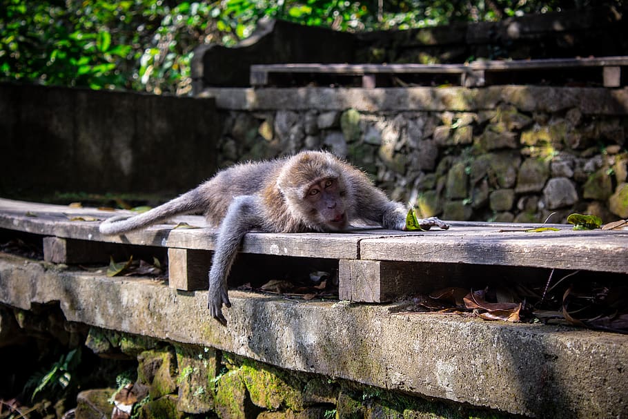 brown monkey lying on brown wooden surface, animal, wildlife