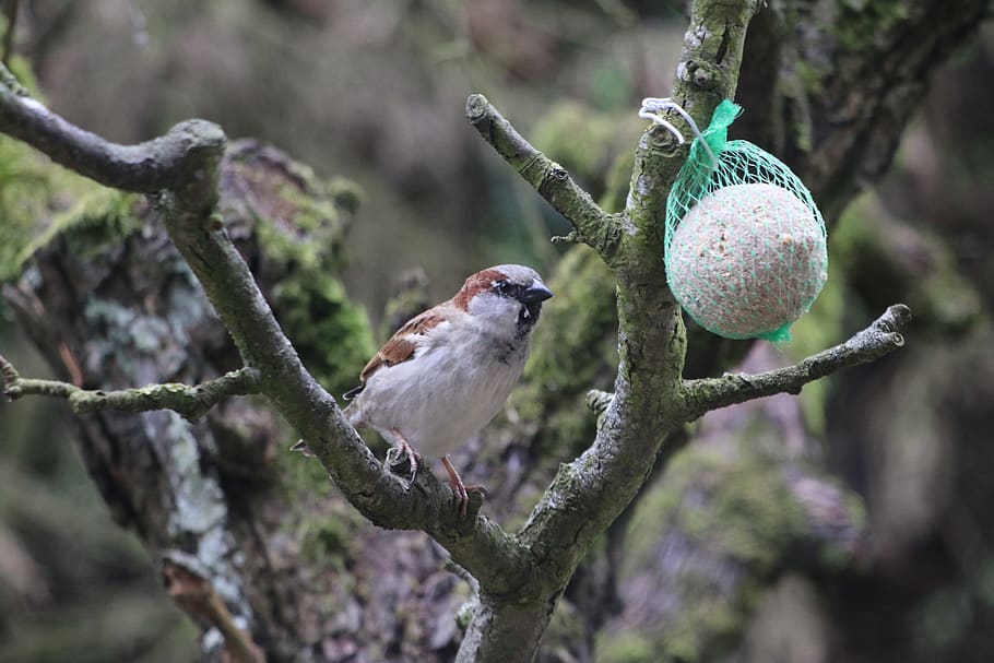 sparrow, bird, nature, spring, animal, garden, animal themes HD wallpaper