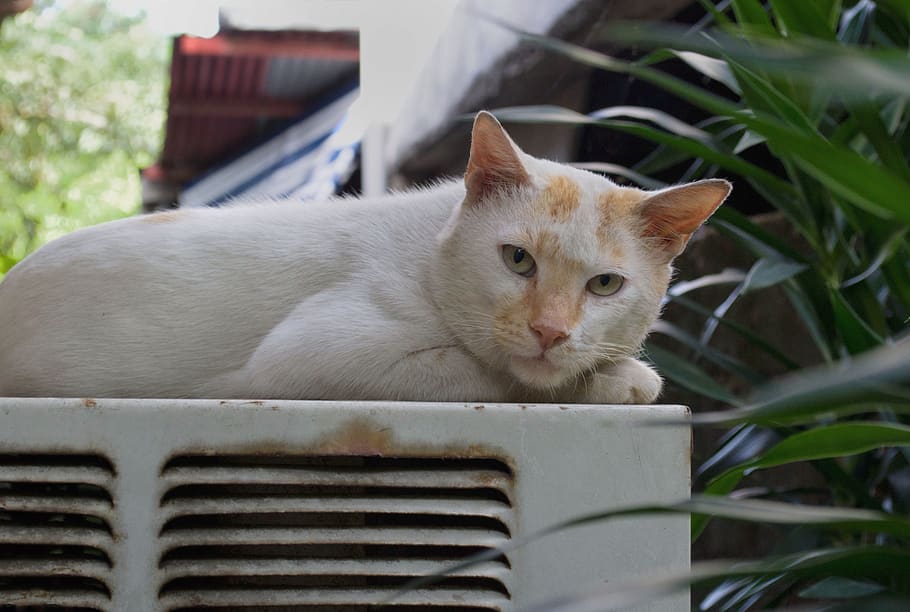philippines, kitty, relax, cat, animals, nature, pilipinas HD wallpaper