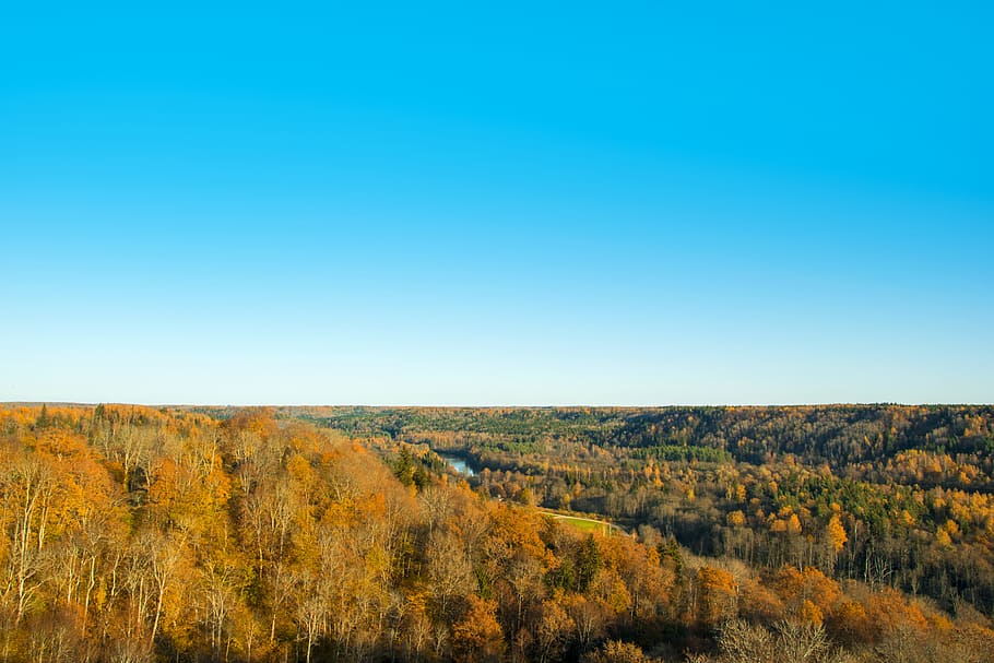 Landscape Photography of Brown Forest Under Blue Clear Sky, clouds HD wallpaper