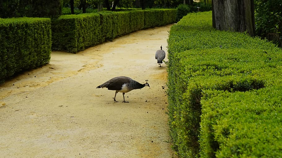 guineafowls by hedges, animal, bird, maze, labyrinth, fence, plant HD wallpaper
