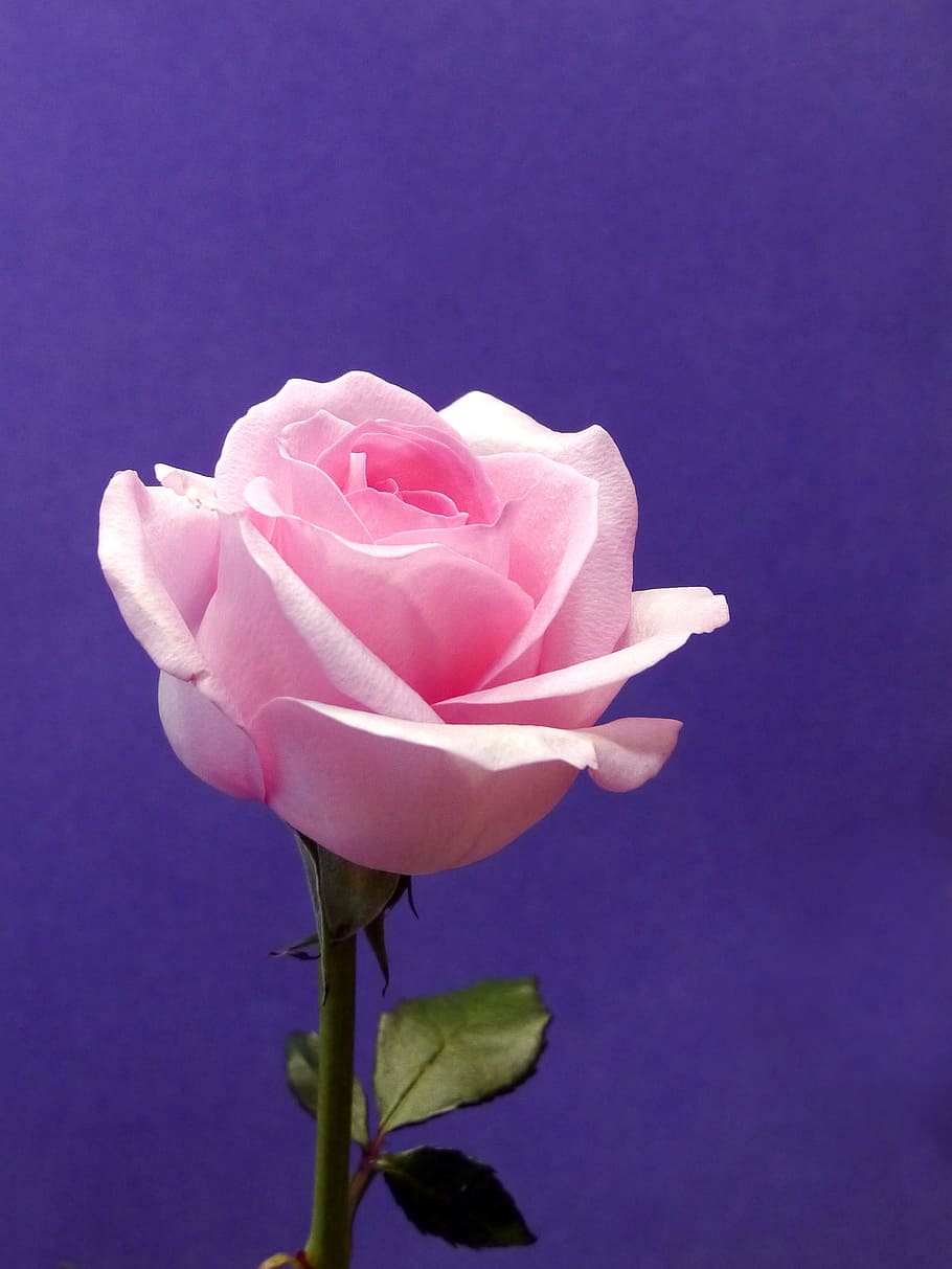 Pink rose against violet background., pictures of flowers, pictures of roses, HD wallpaper