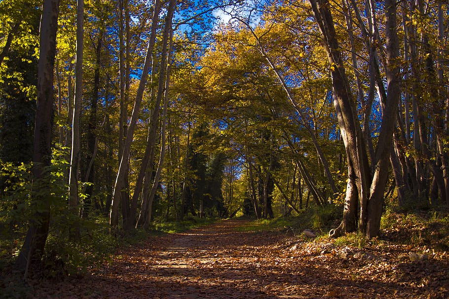 leaf, tree, autumn, winter, earth, yellow, green, brown, sky HD wallpaper