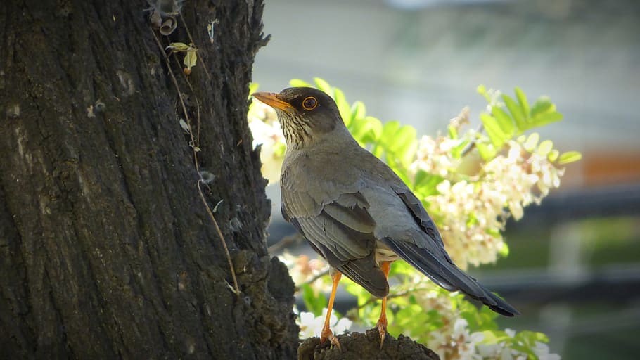 bird, animal, feathers, tree, look, animal themes, one animal HD wallpaper