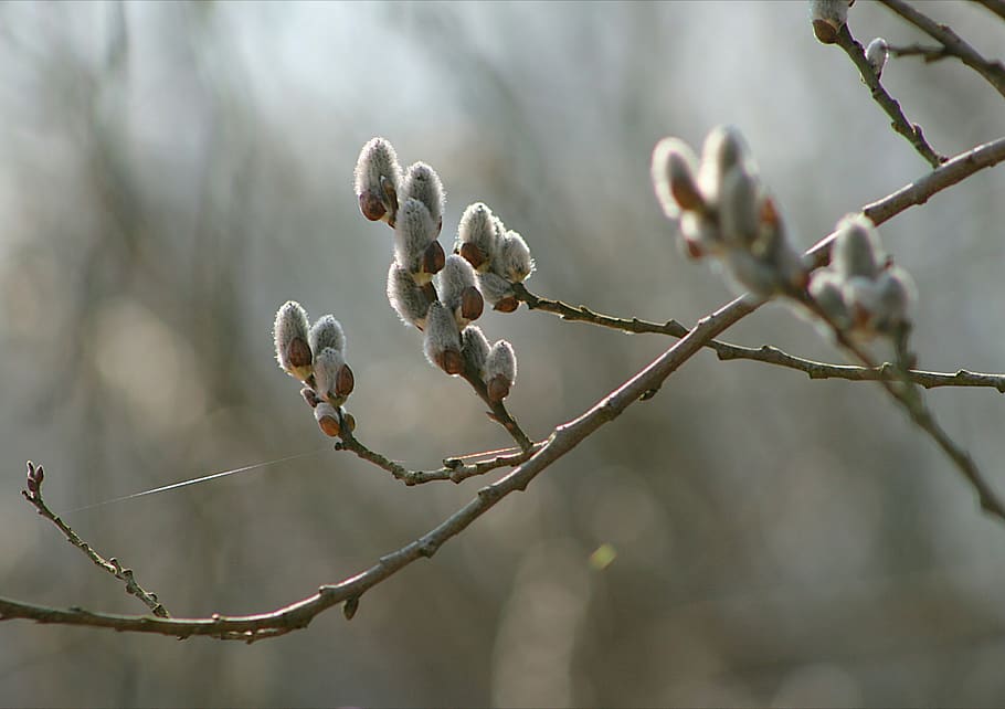 nature, tree, plant, willow catkin, bud, growth, focus on foreground, HD wallpaper