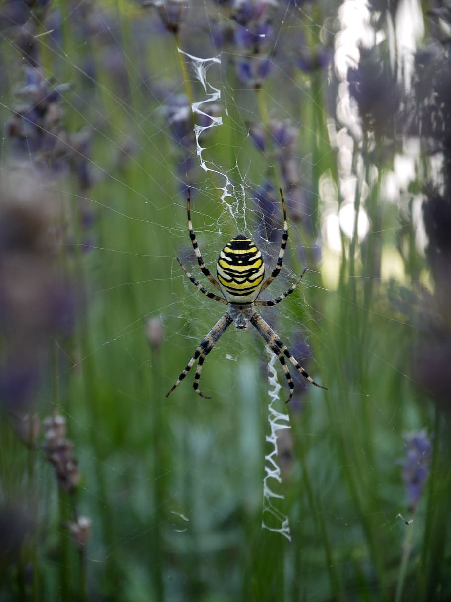 lavender, insect, spider, cobweb, nature, creepy, close up HD wallpaper