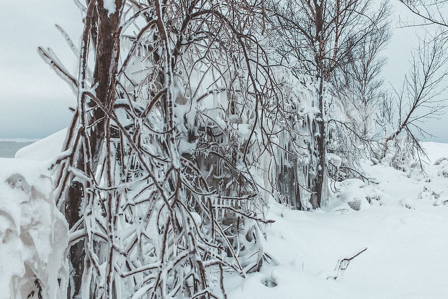 canada, goderich, winter, snow, frozen, tree, ice, cold temperature HD wallpaper