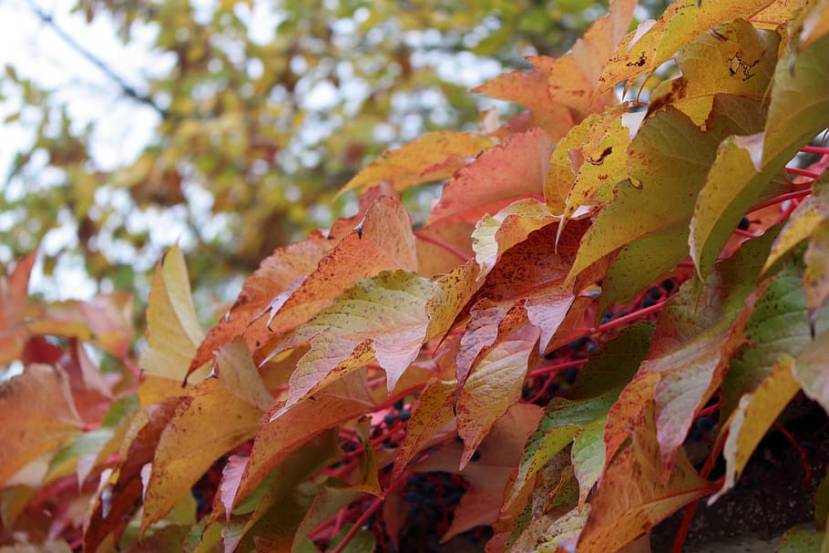 autumn, fall, maple, october, leaves, nature, leaf, color, seasonal HD wallpaper