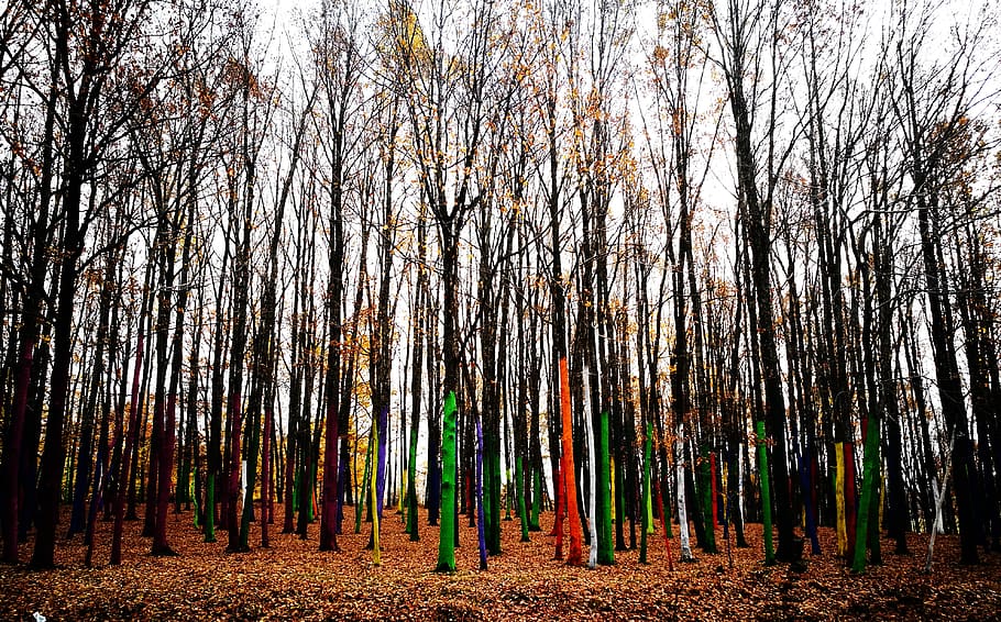 wood, forest, colors, red, green, yellow, white, autumn, tree HD wallpaper