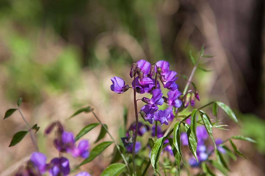 spring, flower, flowers, background, focus, closeup, outdoor HD wallpaper