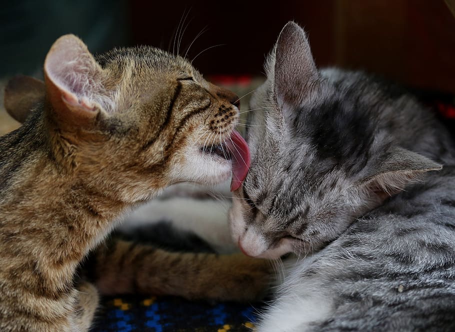 cats, love, two, play, feline, animals, together, adorable HD wallpaper