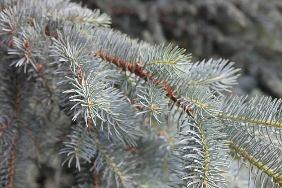 christmas, tree, background, green, branch, nature, decoration HD wallpaper