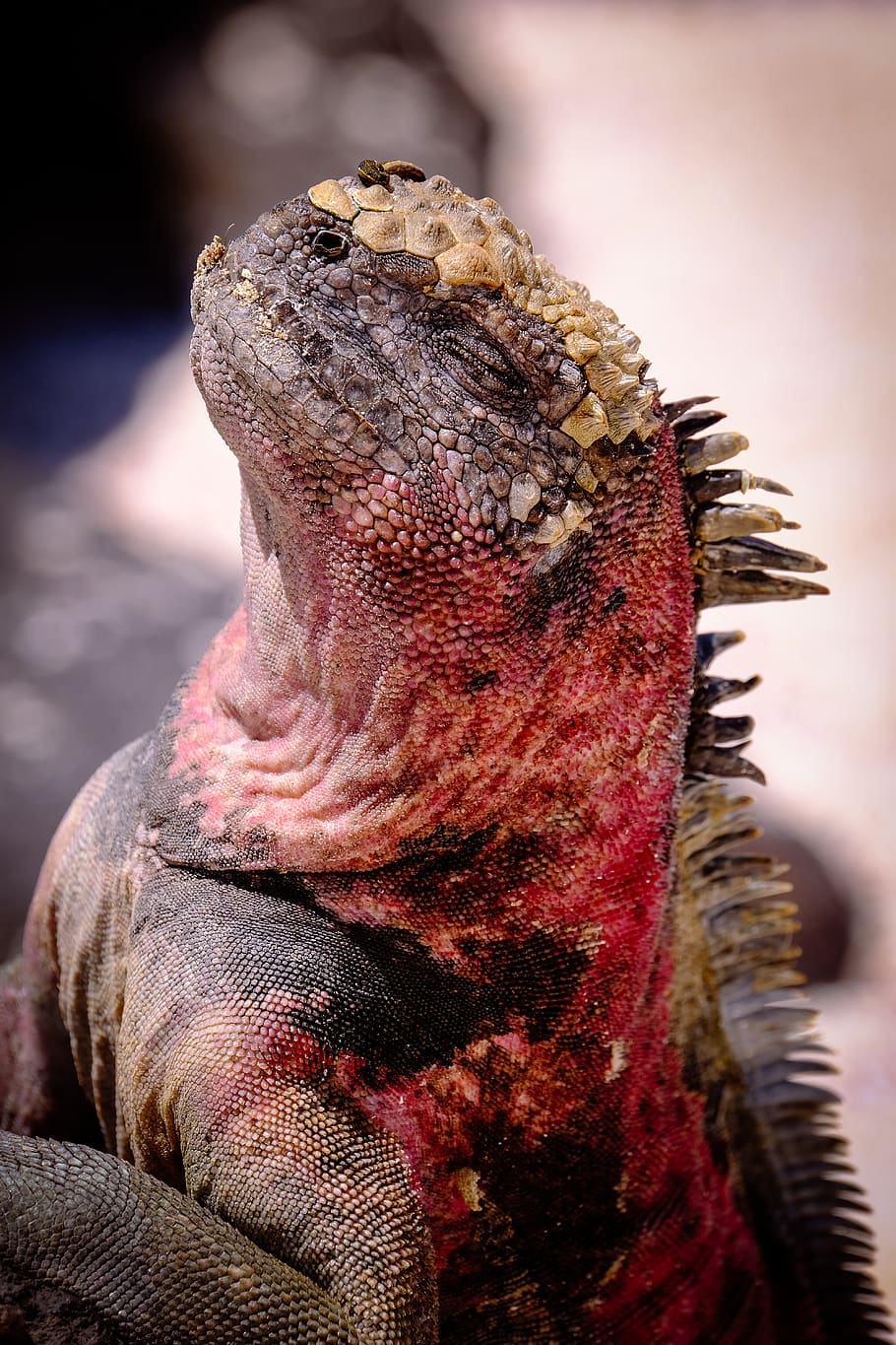 Selective Focus Photograph of Red and Brown Iguana, animal, animal photography, HD wallpaper