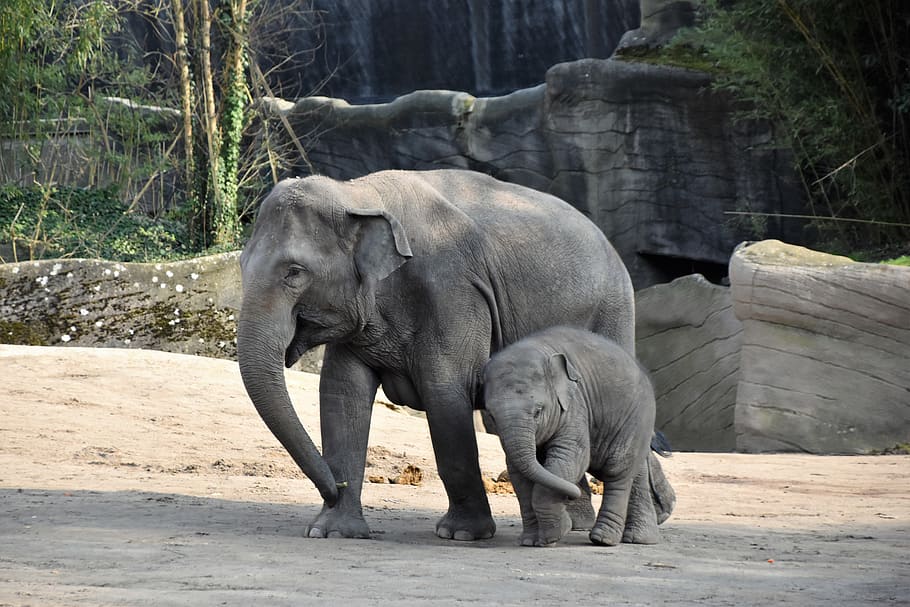 two elephants near trees, animal themes, vertebrate, mammal, animal wildlife HD wallpaper