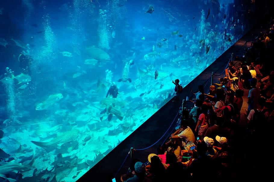 singapore, aquarium, fishes, diver, crowd, people, child, men
