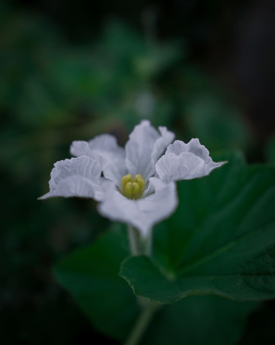 flower, whiteflower, lowlight, bokeh, sigma, sony, sonya6000 HD wallpaper