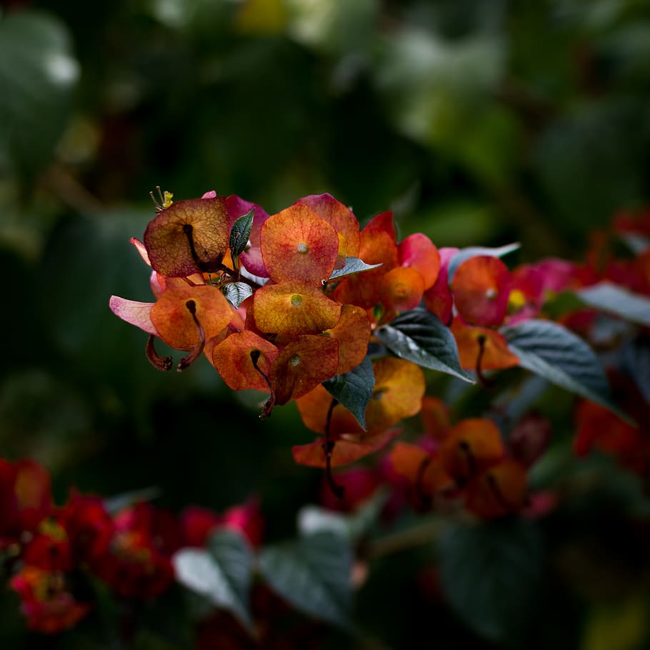 plant, leaf, flower, blossom, acanthaceae, geranium, green HD wallpaper