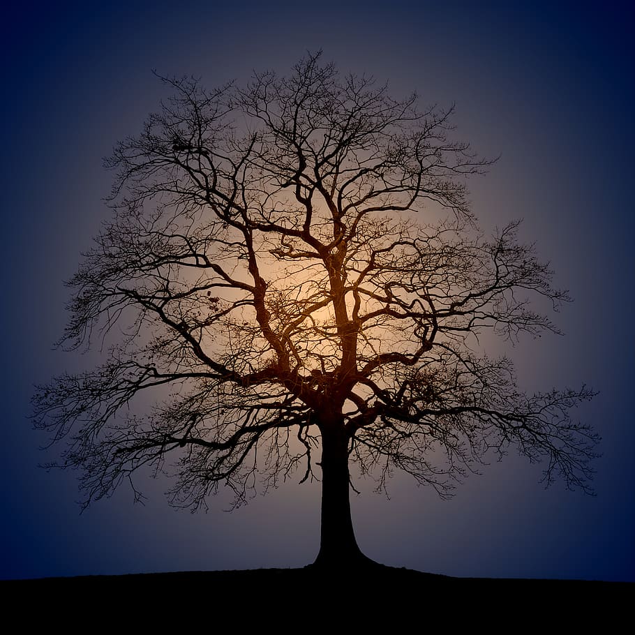 silhouette photo of trees during sun rise, plant, tree trunk, HD wallpaper