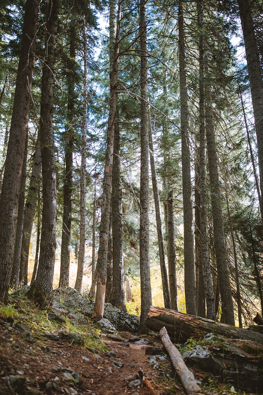 Photo of Forest During Daytime, conifers, environment, evergreen HD wallpaper