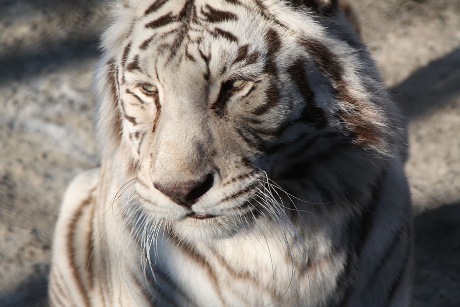 albino tiger close-up photo, mammal, animal, wildlife, lion, hyena, HD wallpaper
