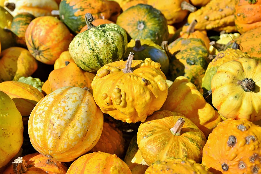 pumpkin, fruit, autumn, cucurbita maxima, choose, large, huge HD wallpaper