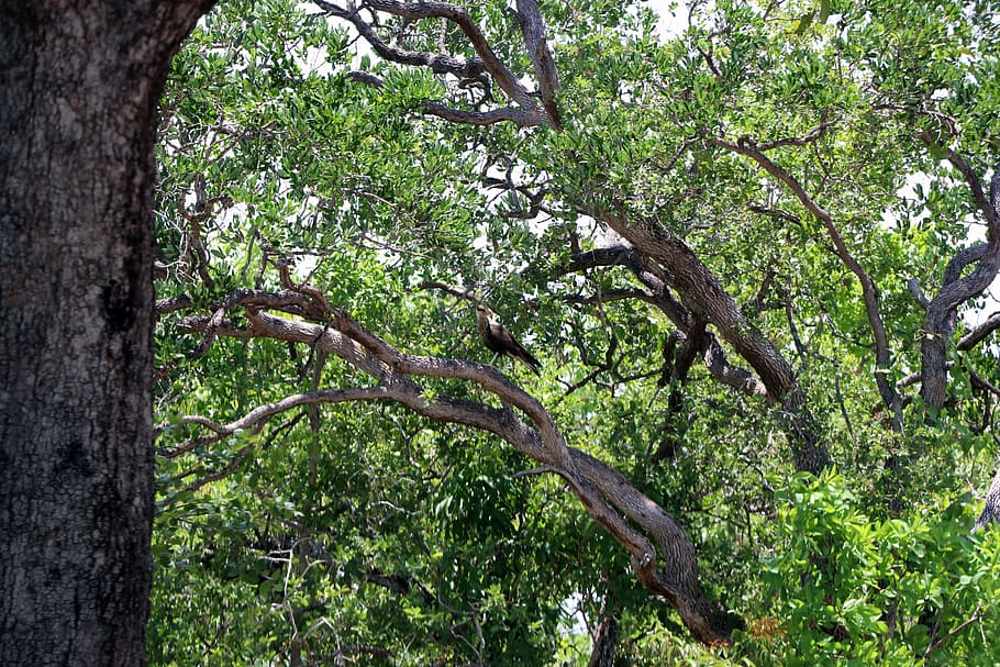 brazil, jalapão, tree, plant, nature, branch, no people, day HD wallpaper