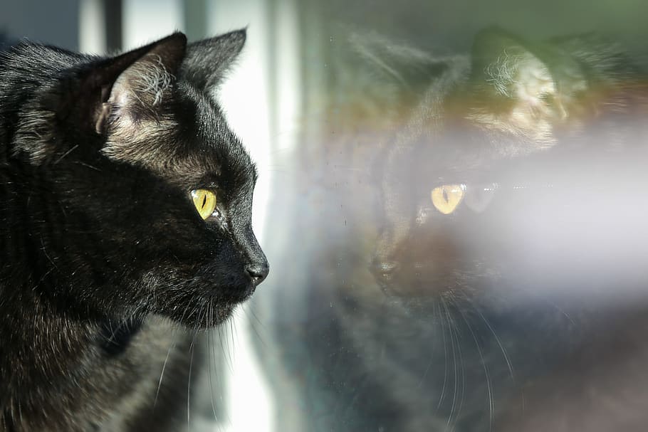 Housecat reflected in the window, watching the happenings in the yard., HD wallpaper