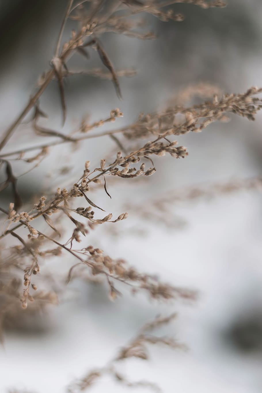 dried plant, nature, outdoors, grass, ice, snow, animal, bokeh HD wallpaper