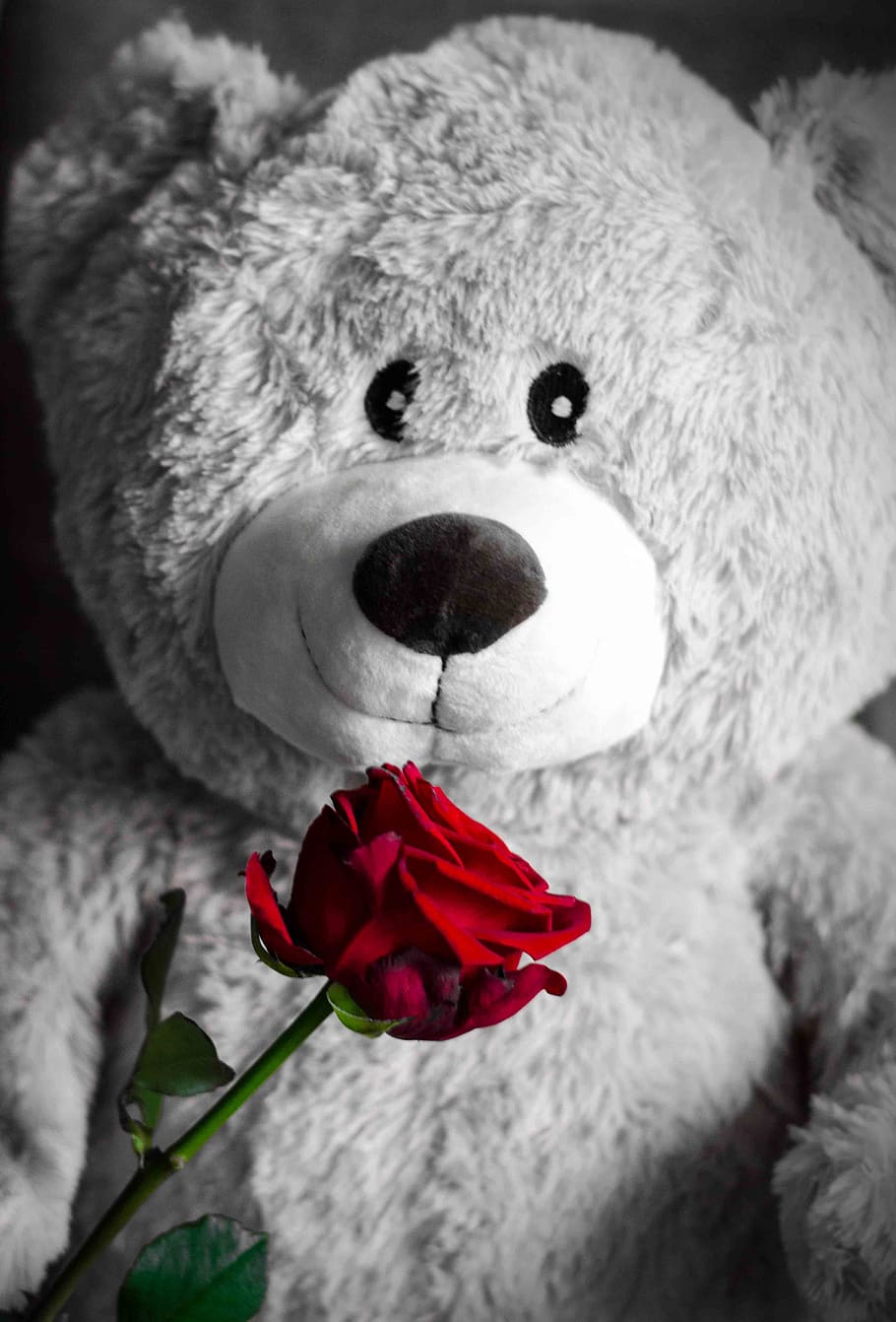 540x960px | free download | HD wallpaper: teddy, rose, love, teddy bear,  romantic, cute, affection, romance | Wallpaper Flare