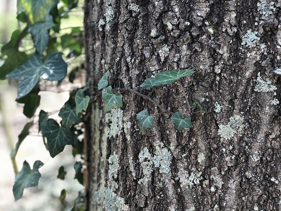 tree, plant, tree trunk, ivy, outdoors, oak tree, animal, reptile HD wallpaper