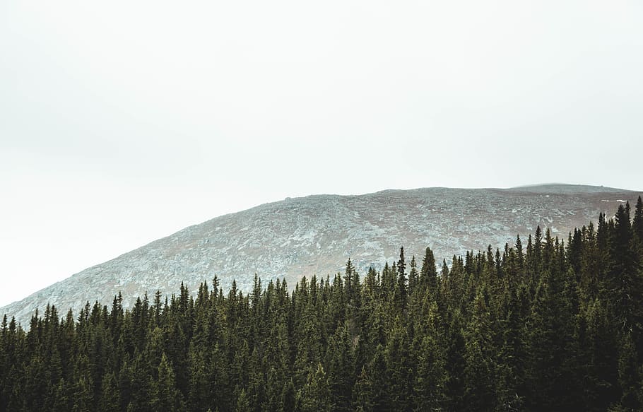 view of pine trees during daytime, hackås, sweden, plant, flora HD wallpaper