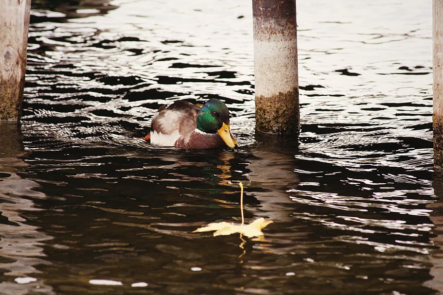 water, bird, reflection, duck, waterfowl, water bird, mallard HD wallpaper