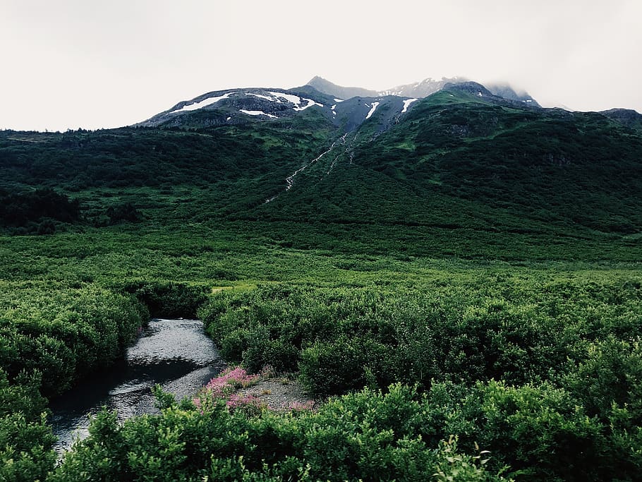forest beside mountain, outdoors, moose pass, 41437 hunter rem ne HD wallpaper
