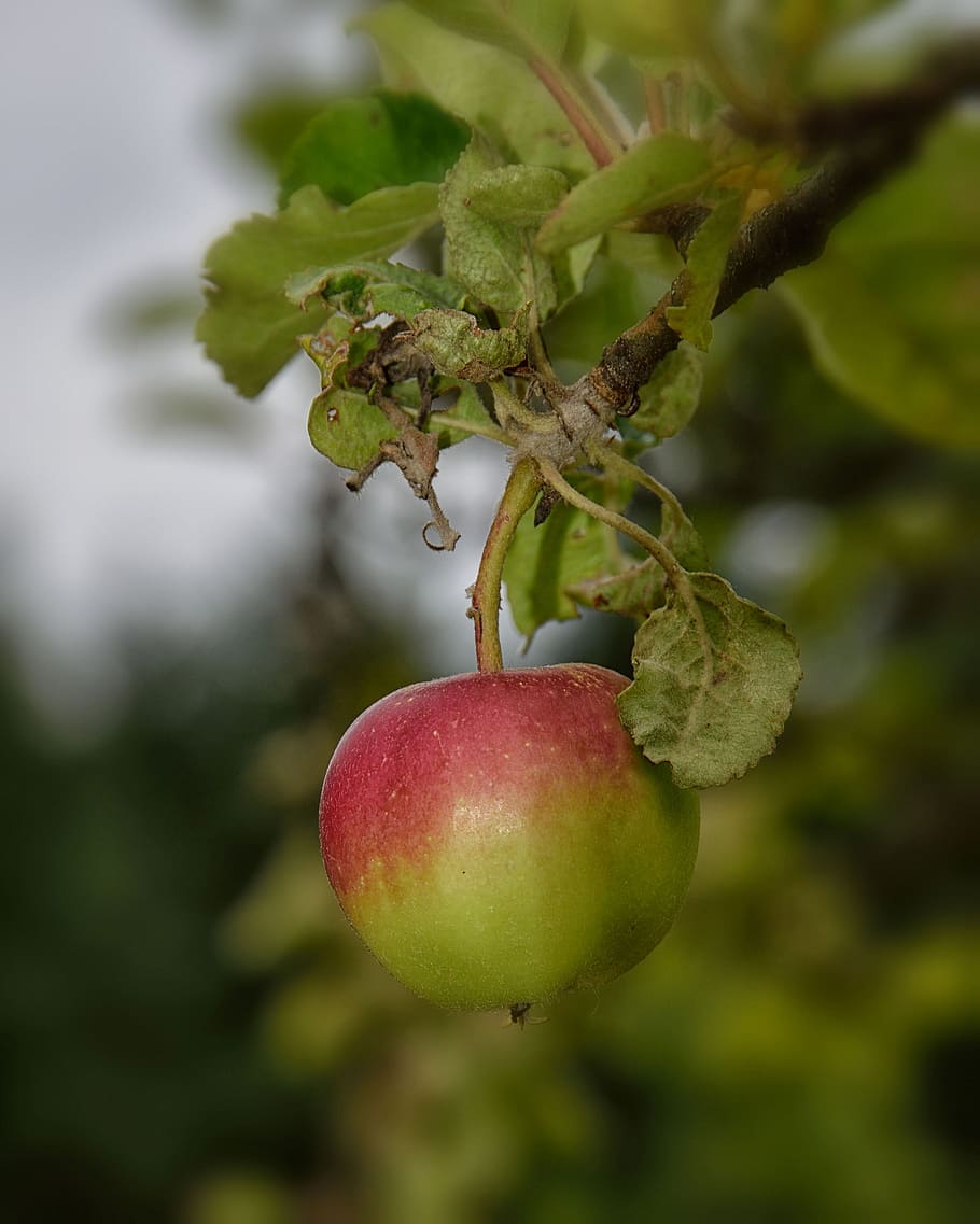 apple, green, fruit, fresh, healthy, delicious, eat, nutrition HD wallpaper