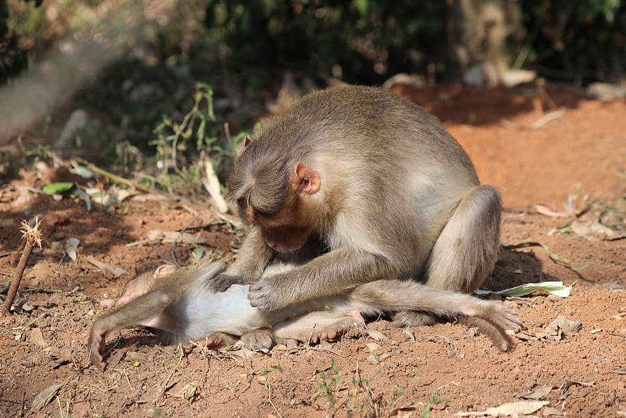 monkey, sitting, care, mother, child, baby, cleaning, animal wildlife HD wallpaper