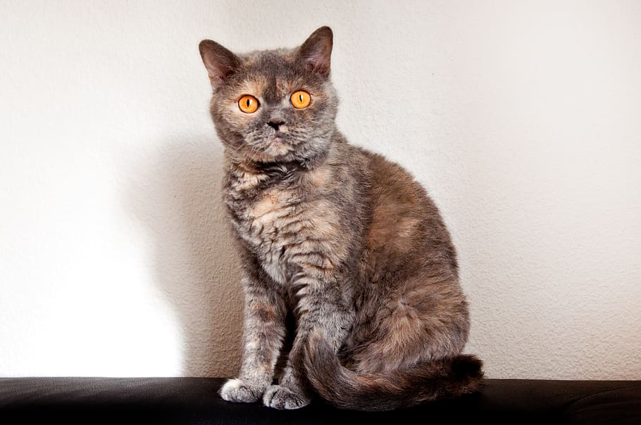 cat, race, british shorthair, selkirk rex, domestic cat, sofa