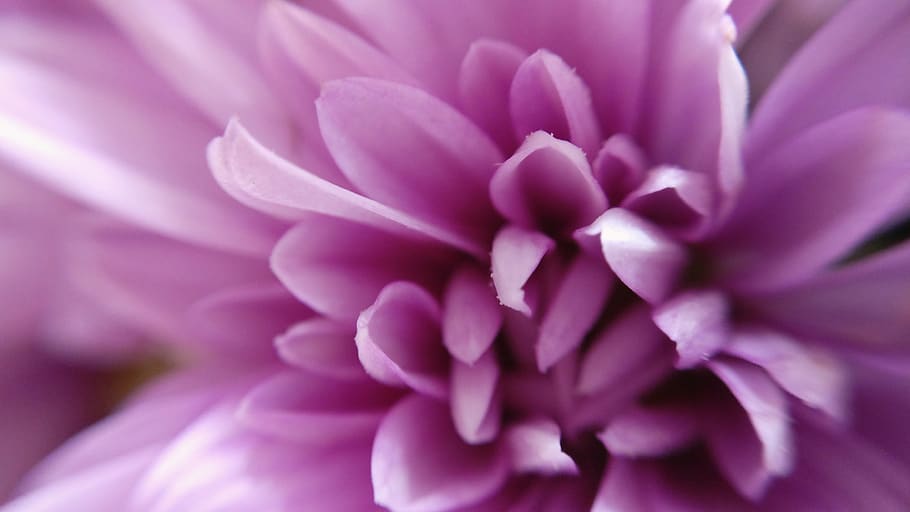 flower, close-up, flowering plant, freshness, beauty in nature HD wallpaper