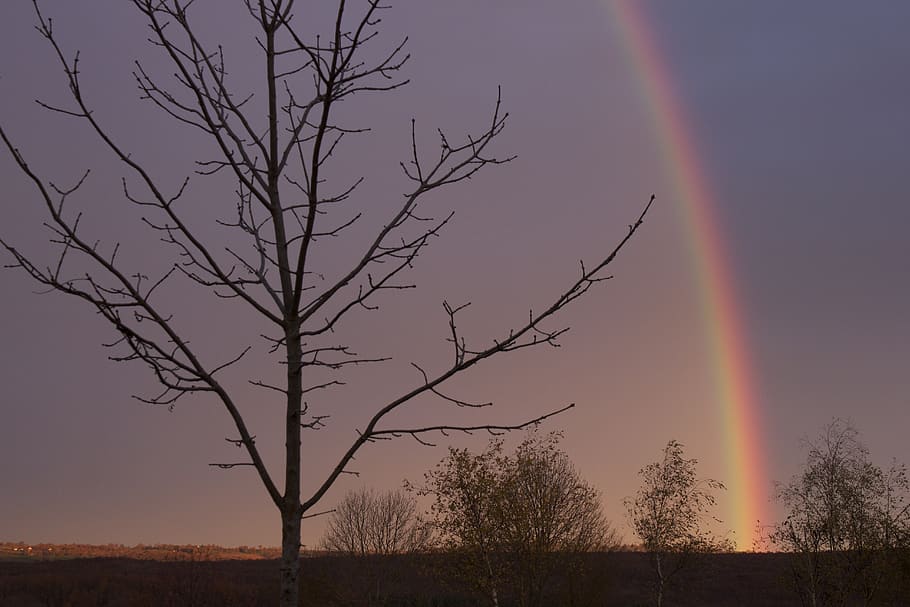 rainbow, evening, sky, nature, color, atmosphere, tree, beauty in nature HD wallpaper