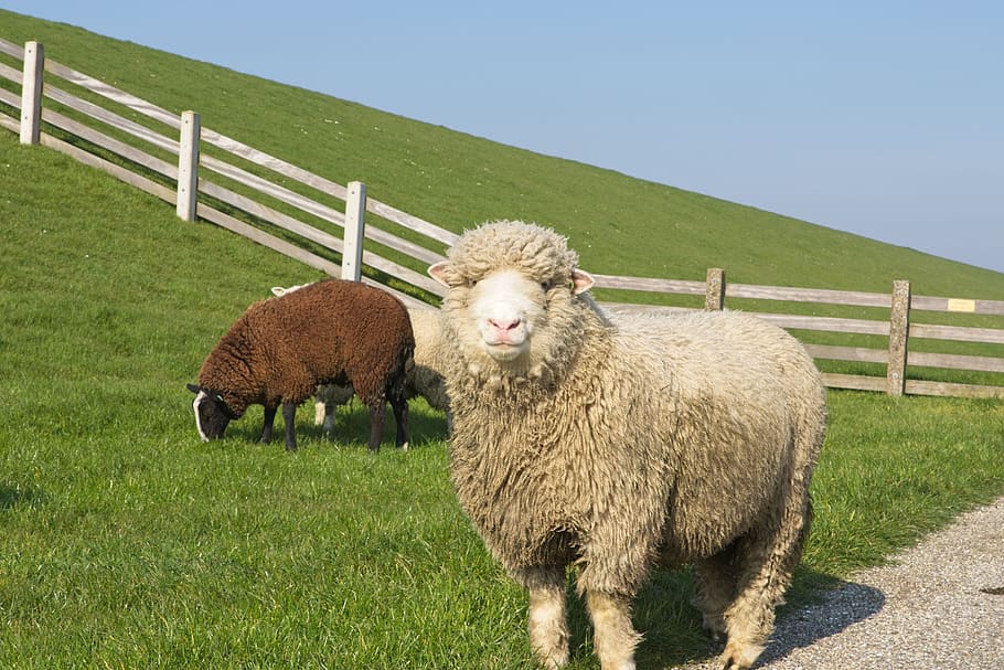 sheep, white, black, lamb, wool, cattle, animals, herd, meadow HD wallpaper